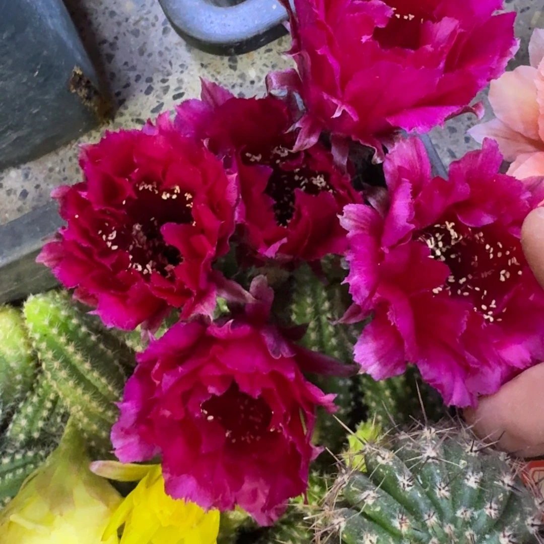 30彩草红衣主教歪3到4公分左右无根侧牙，20包邮