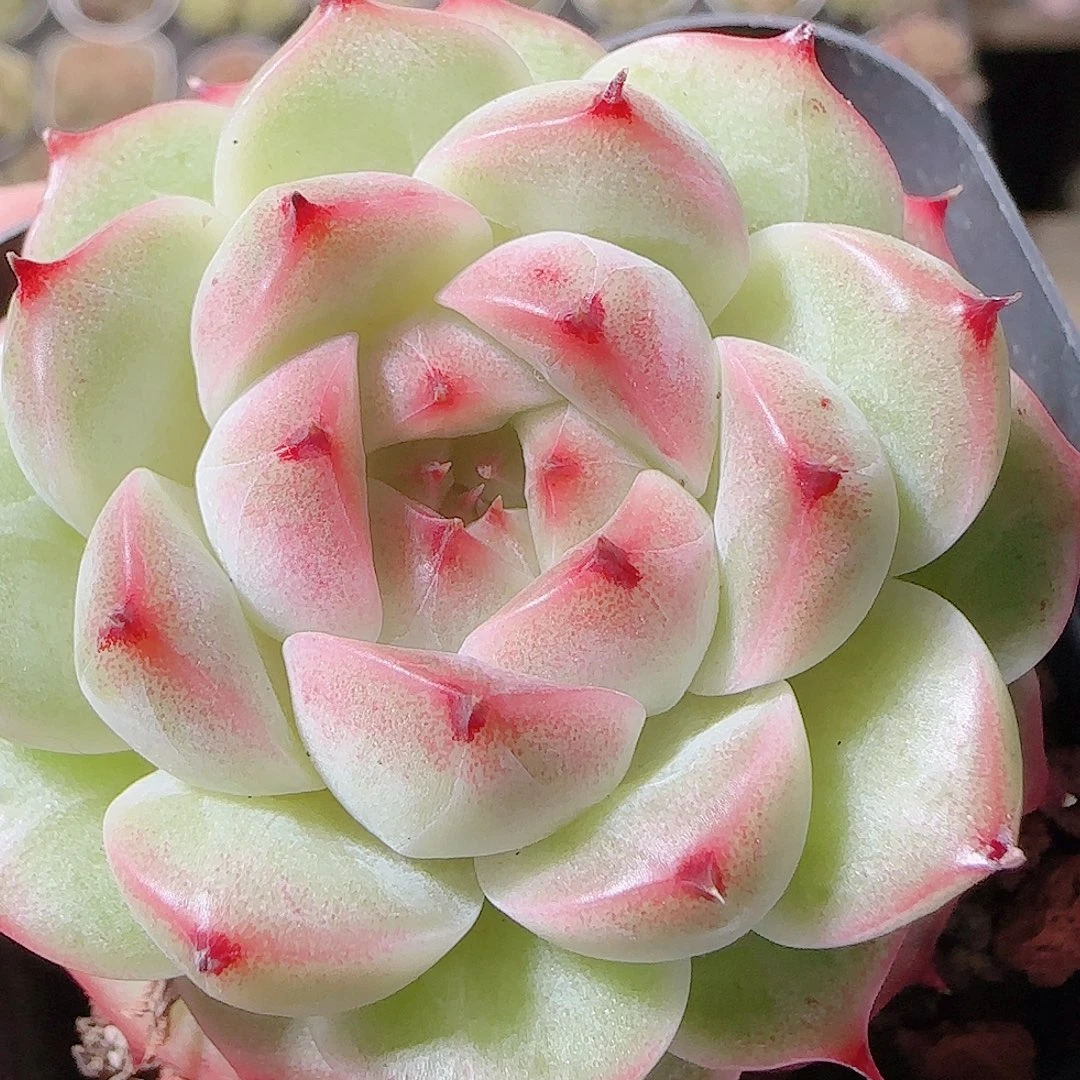 花语逸镜1119-138