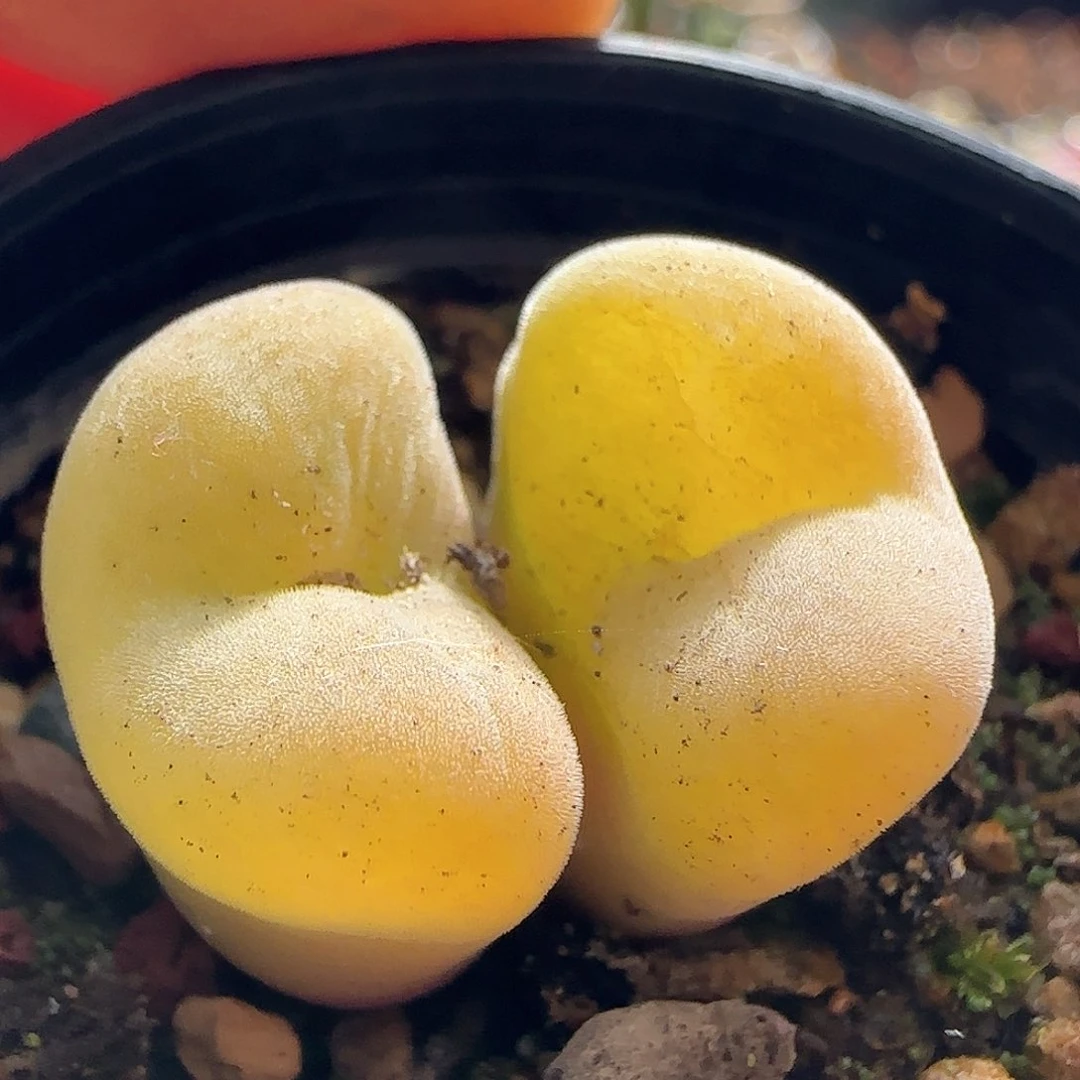 28包邮脱土发货26738