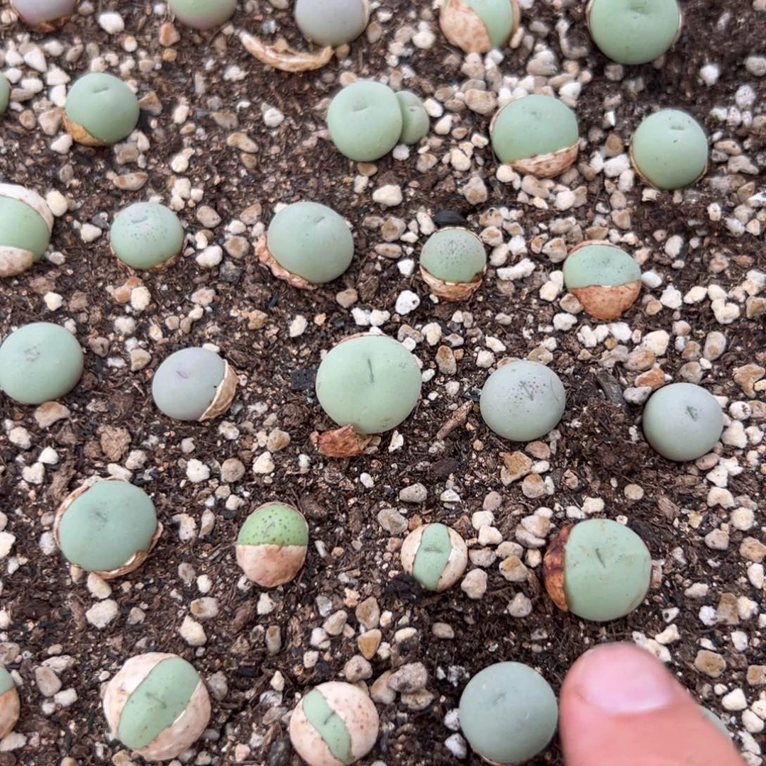 量拍小拳拳一颗。多肉