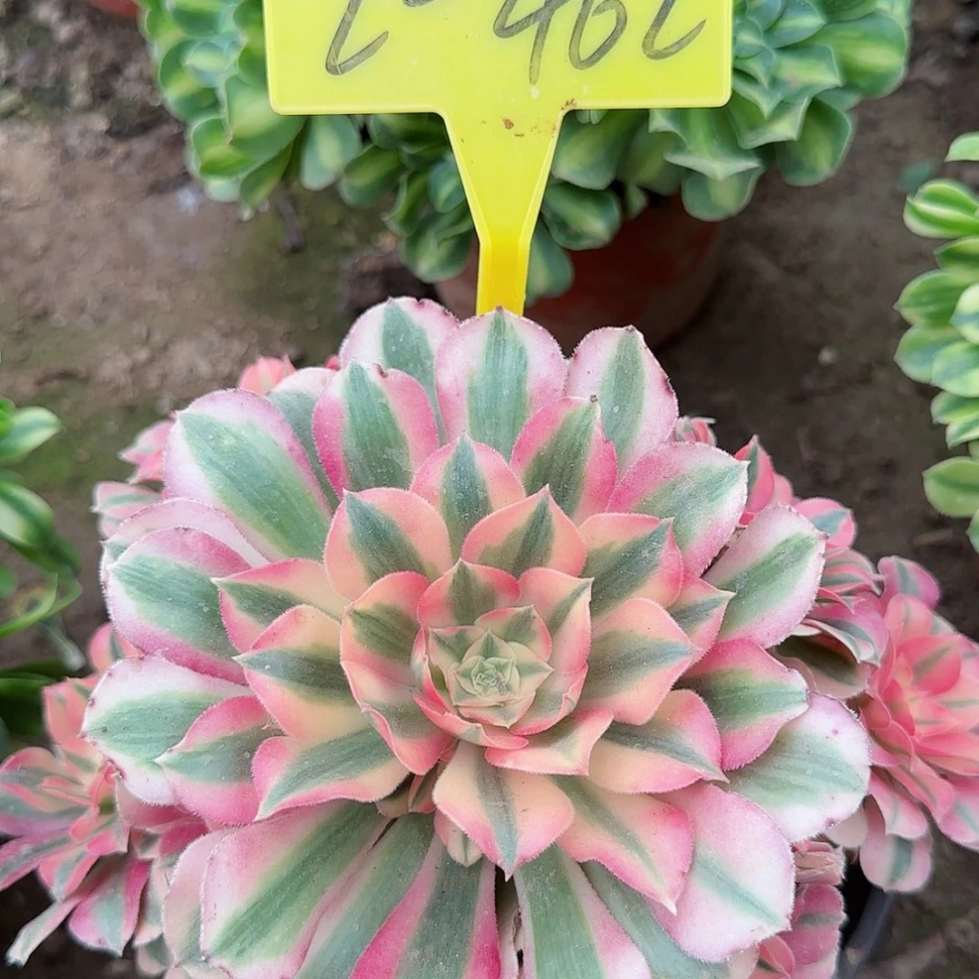 2+462+-+多头多肉植物