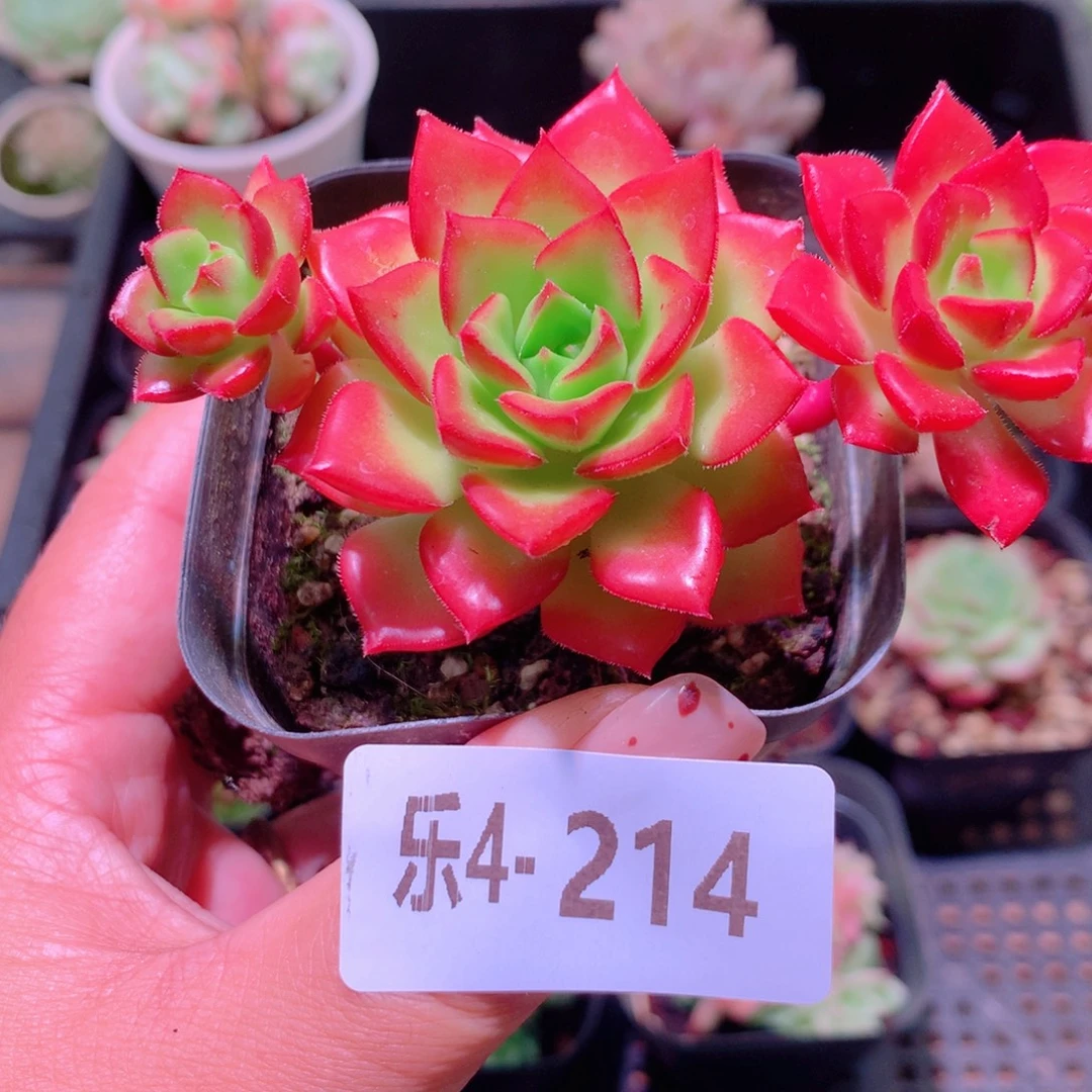 乐然4-214 蒂亚飘枝