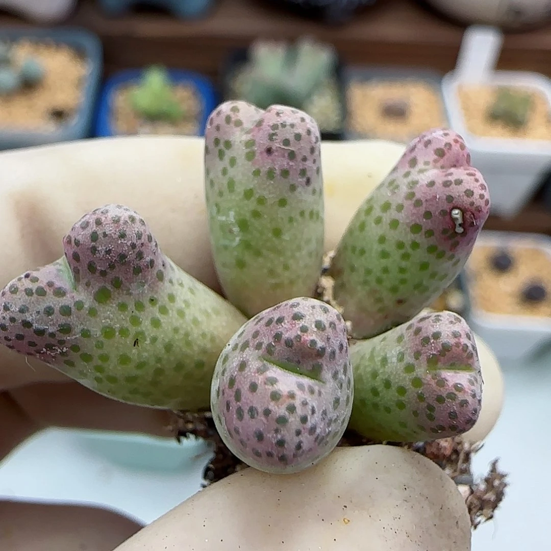 493园艺优选红斑马