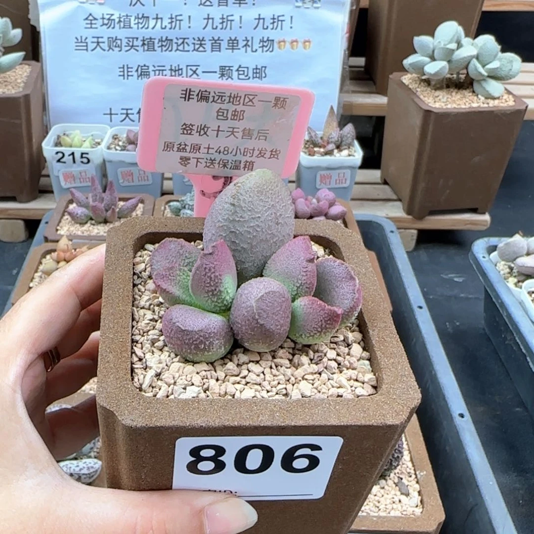 806赛猪肝多肉植物