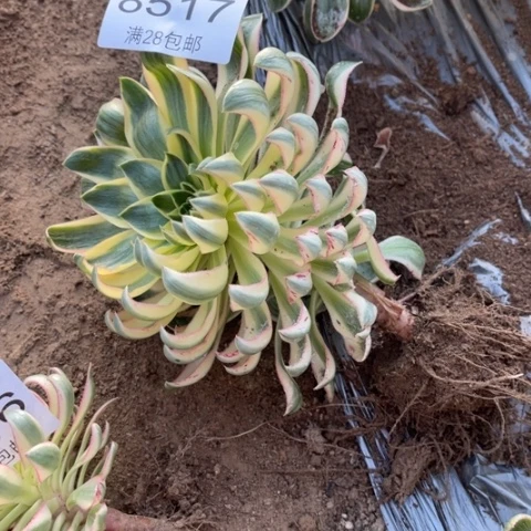 多肉多肉青莲的人肉肉8517