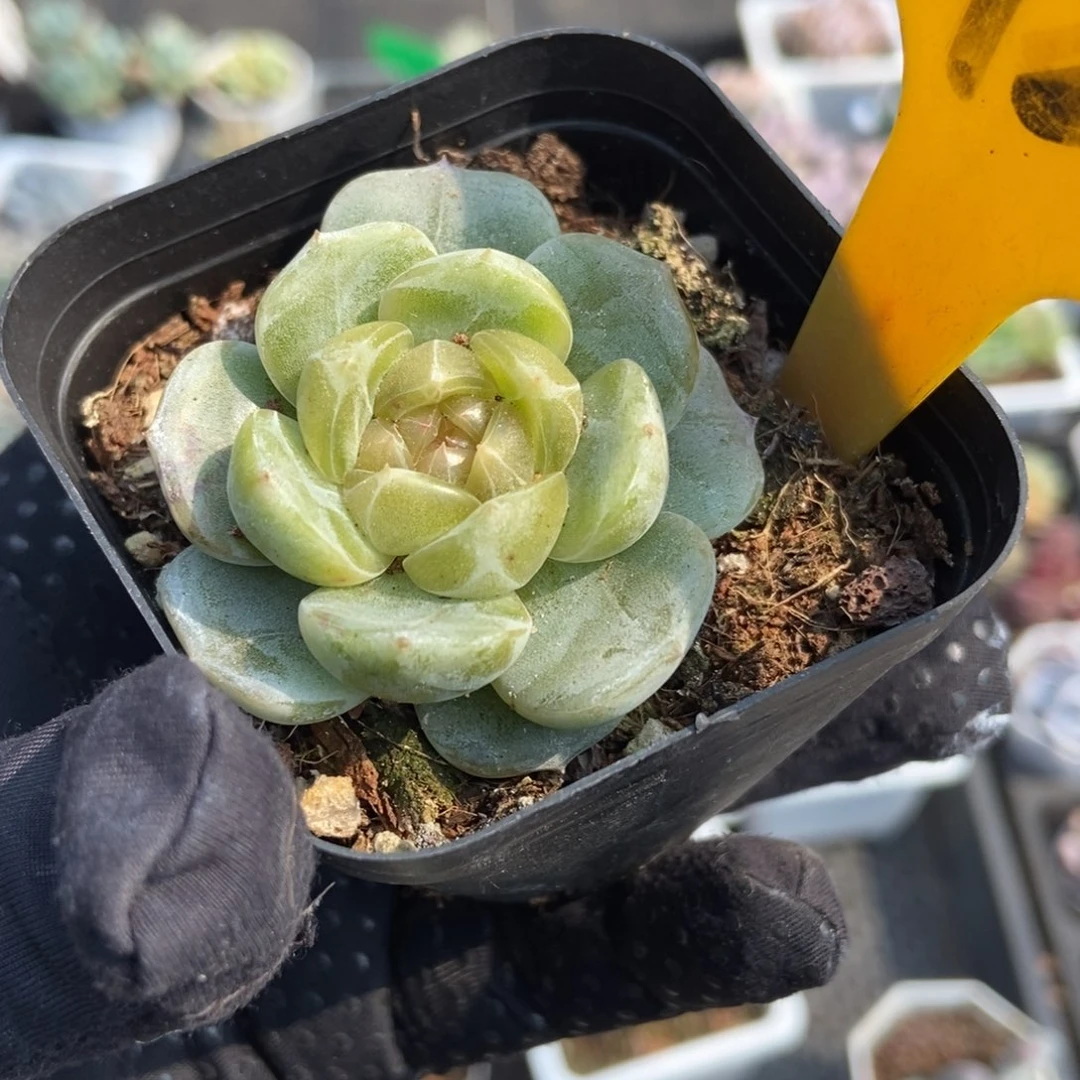 1929白恋多肉植物保护