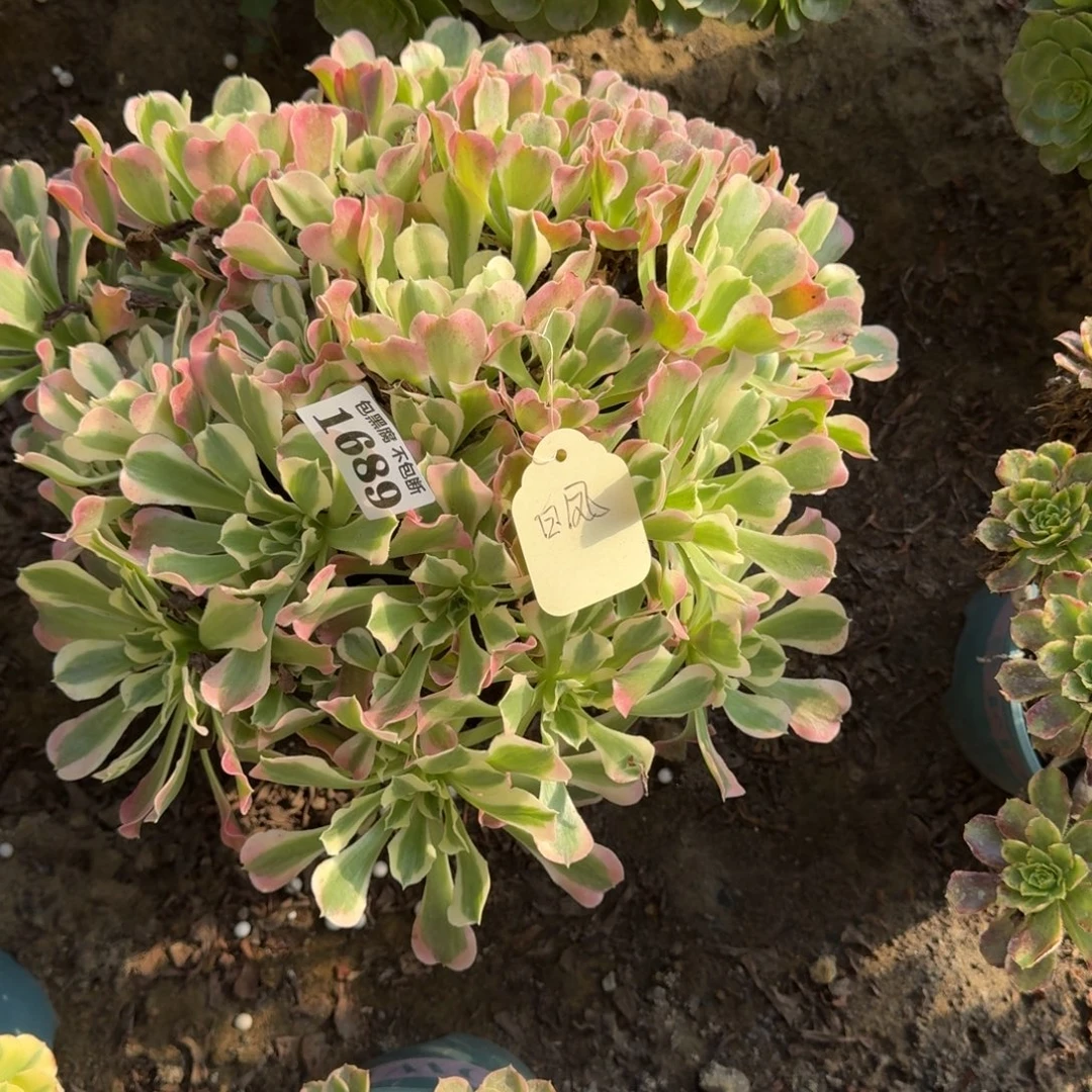 18-6法师白凤1689