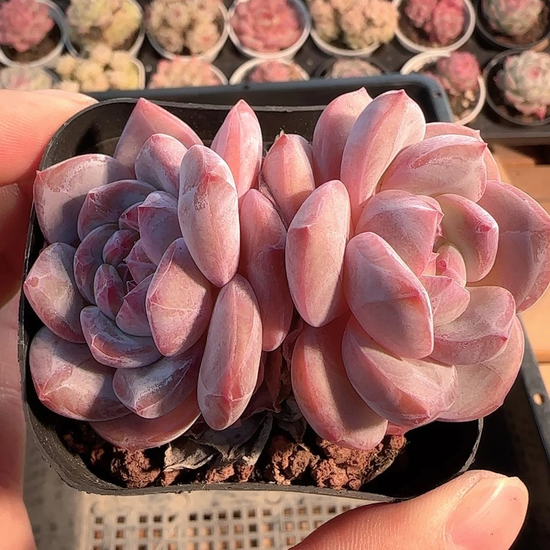 多肉1207-137石榴籽星影双头