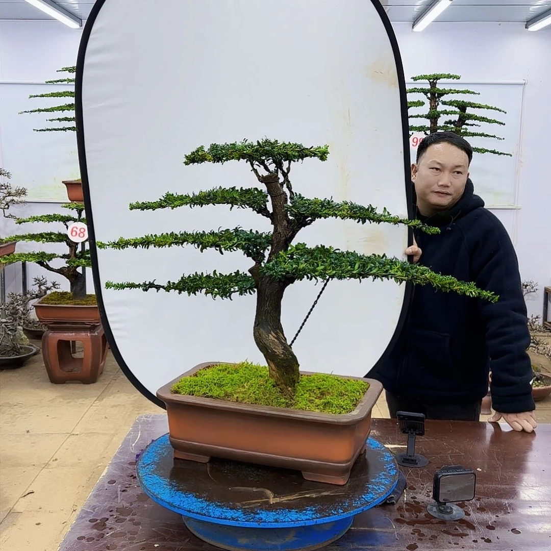 盆景欢迎大家一起来捡漏