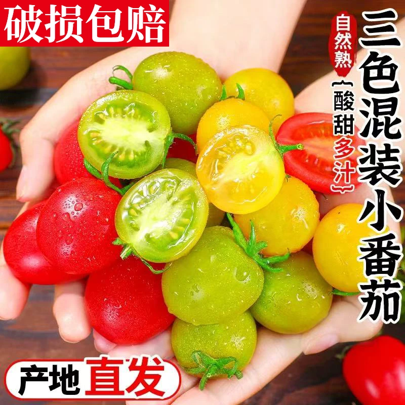 寿光直发高甜度青甜二号绿色圣女果小番茄酸甜爆汁顺丰包邮