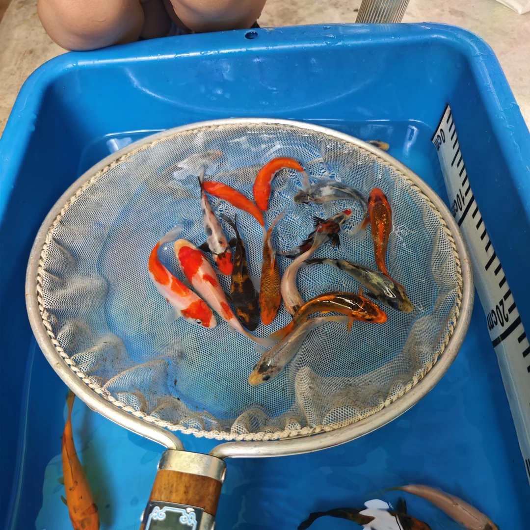 【准三选锦鲤鱼】红白大正昭和白写绯写芥子茶鲤浅黄