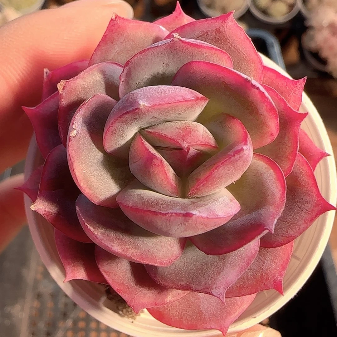 多肉1126-79福利福利