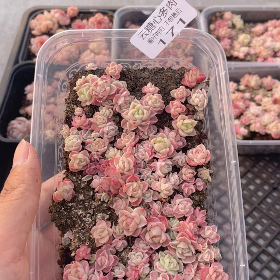 云糖心多肉植物171