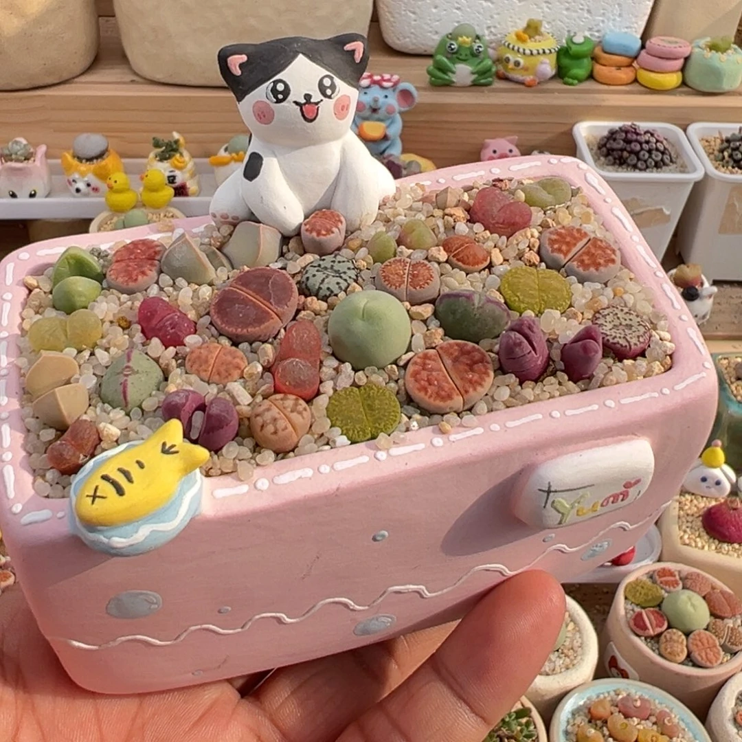 多肉植物实付9.9元包邮2号