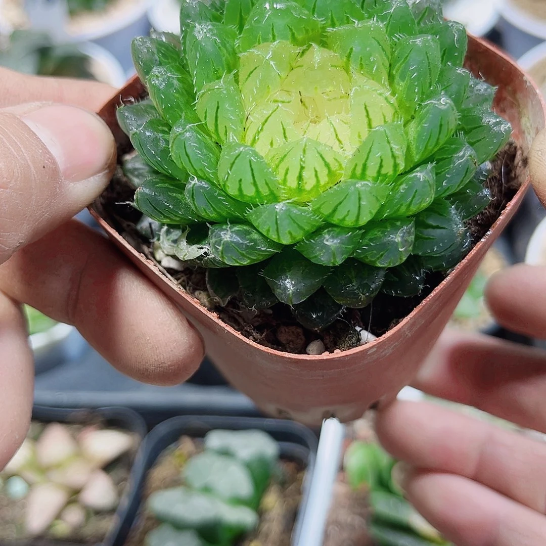 宝莲灯新手好养的