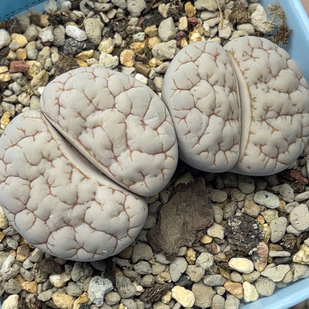 4886双头凹凸189一颗