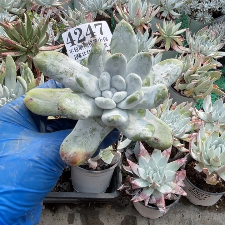 247号拇指多肉植物