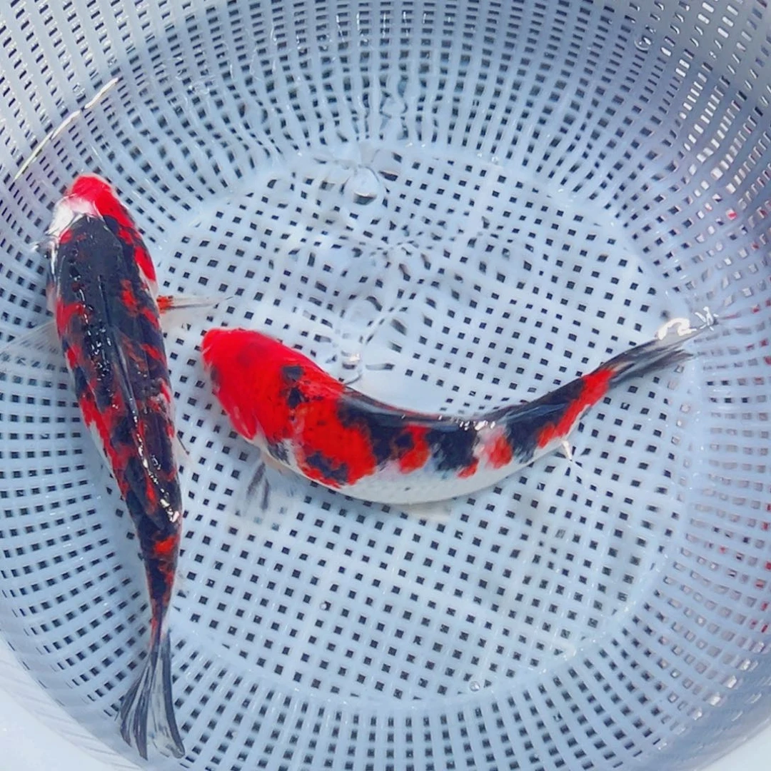 锦鲤锦鲤观赏鱼1111