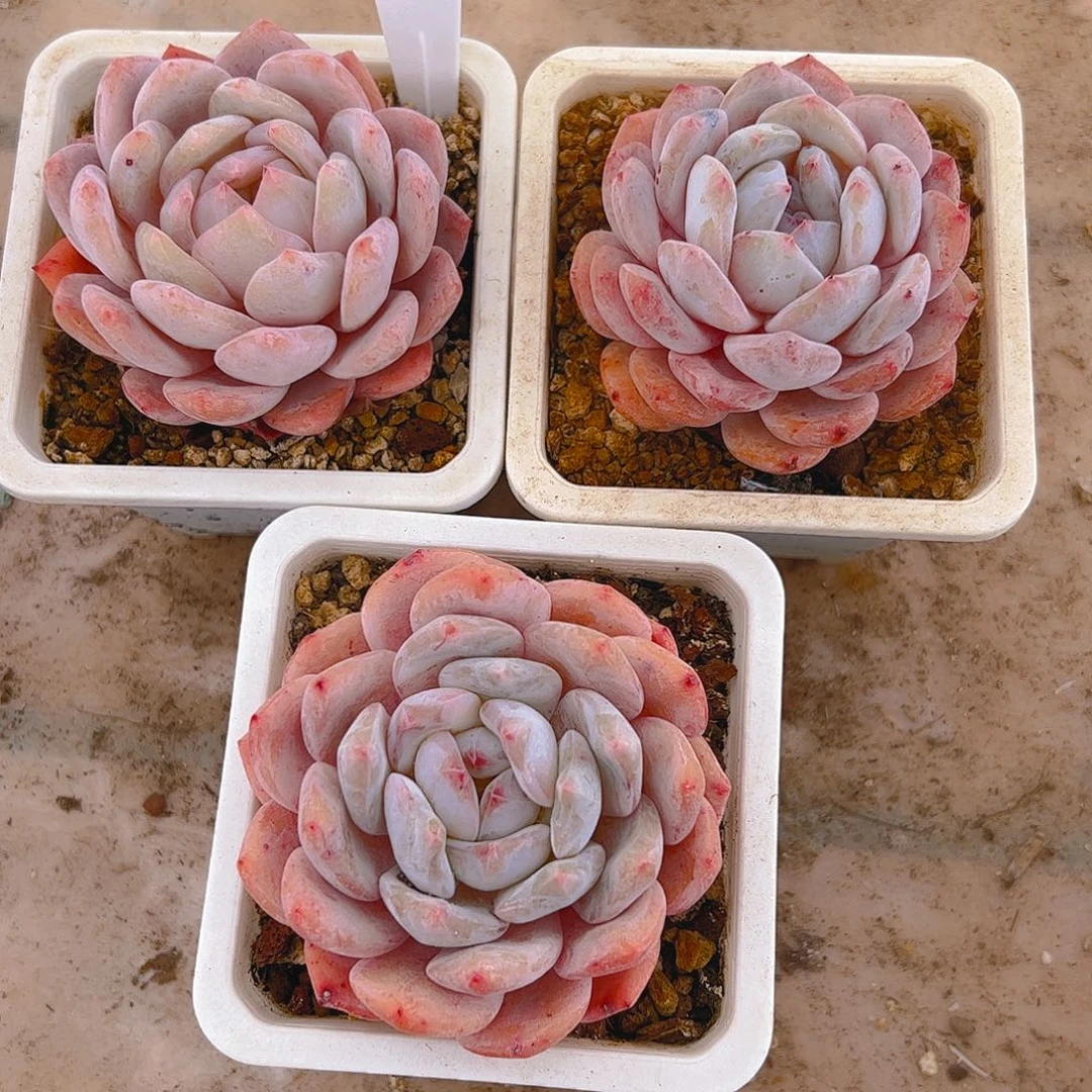 海*韩橙1261号一物一拍