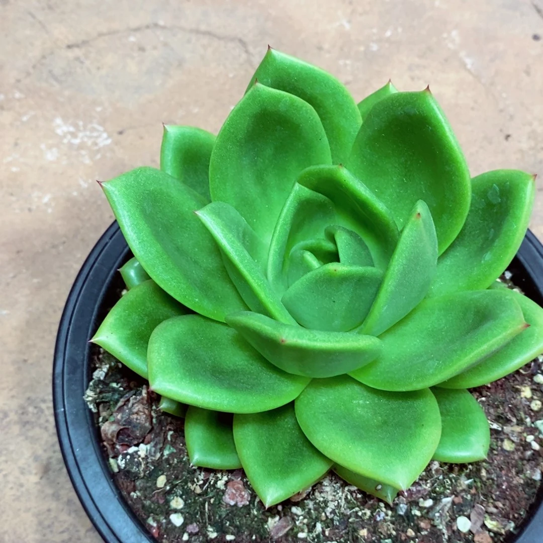 福利特价特小翠花