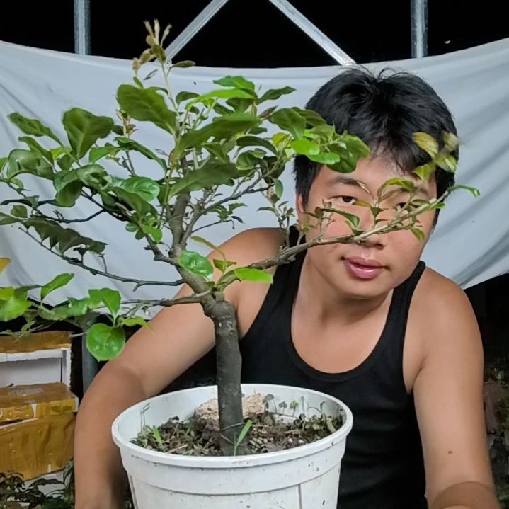 用***8无花朵金弹子树木园艺