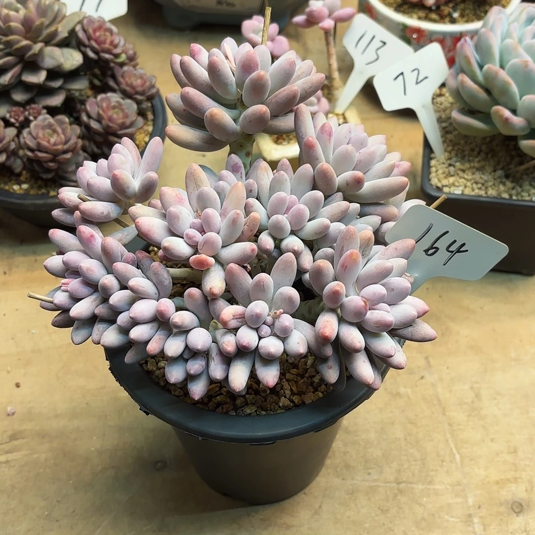 多肉植物，汤圆164号