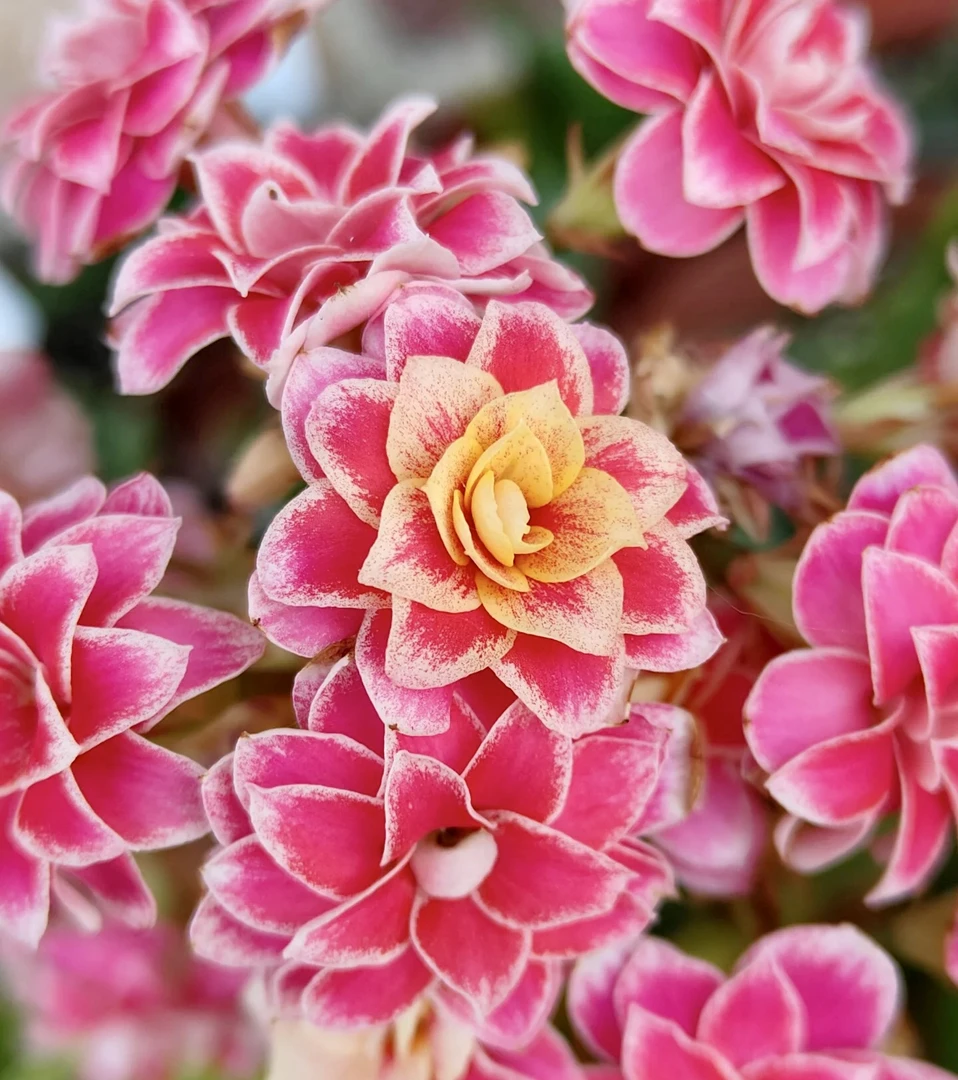 （胭脂笑/美女胭脂 110盆）基地直发长寿花 复色重瓣大花品种