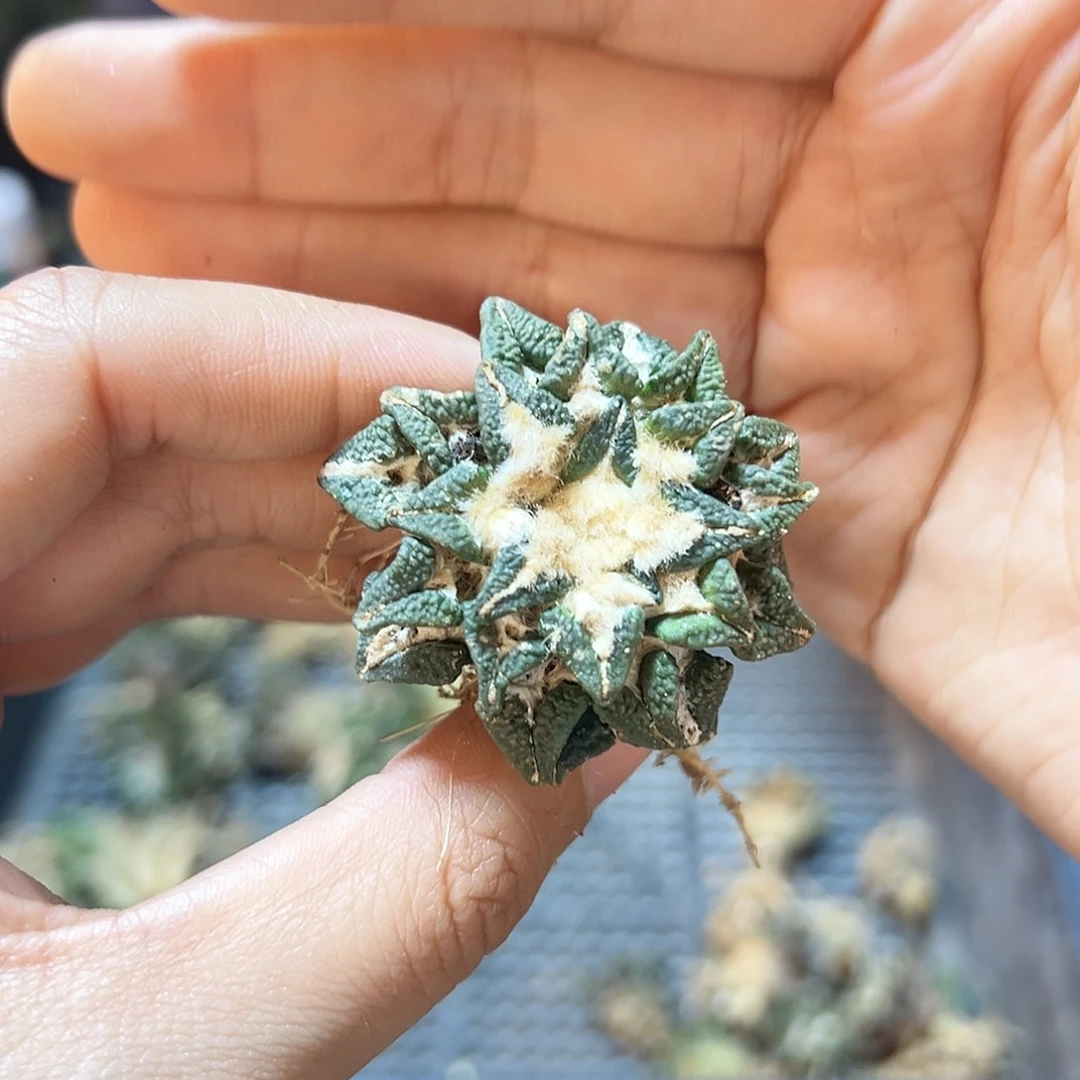 萝卜根黑牡丹3.5公分