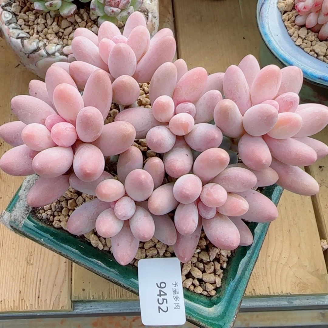 汤圆无砍，9452多肉植物
