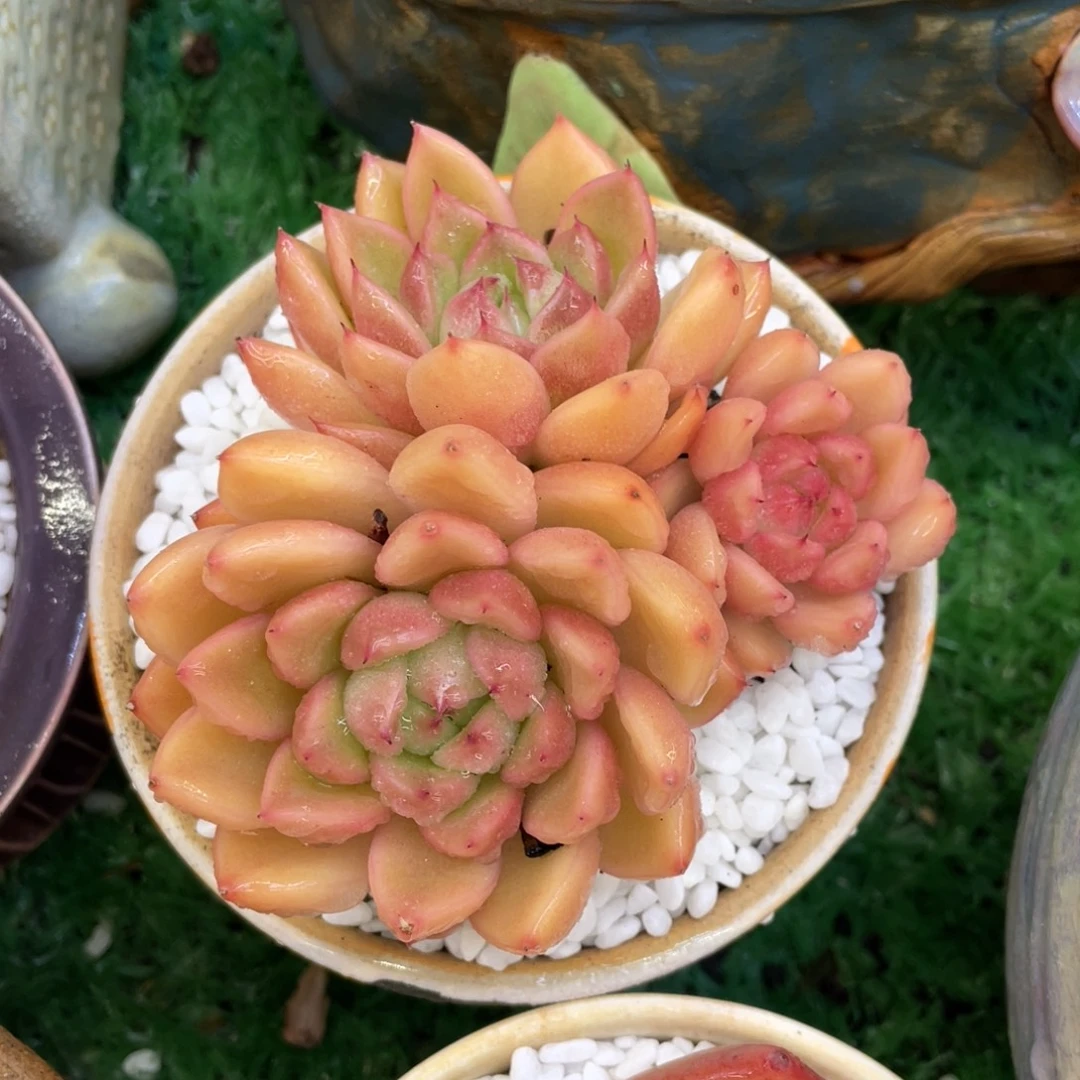 多肉植物盆栽多肉7