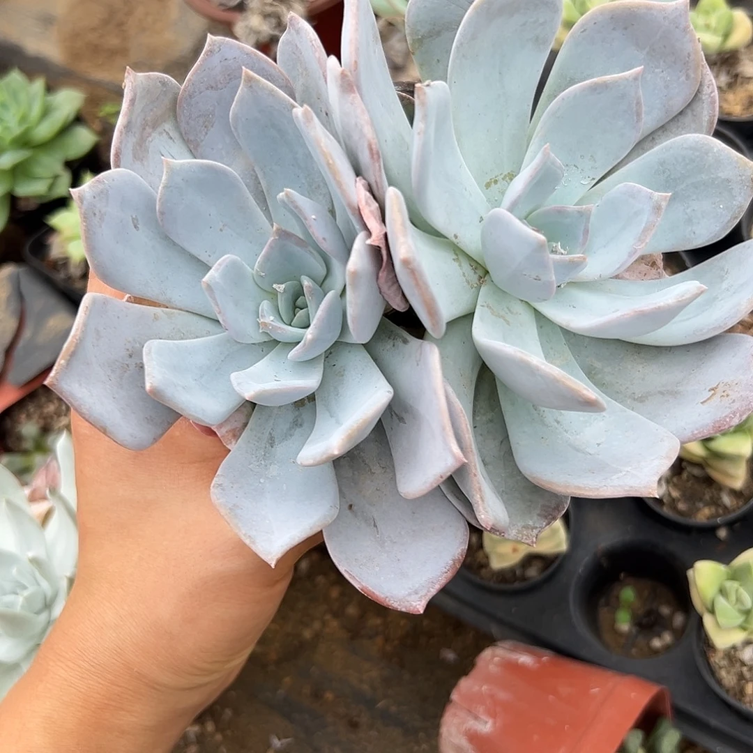 在科呃呃呃呃呃呃呃呃呃呃呃呃