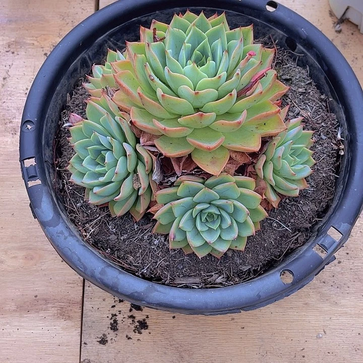 L***࿐00000000000000310