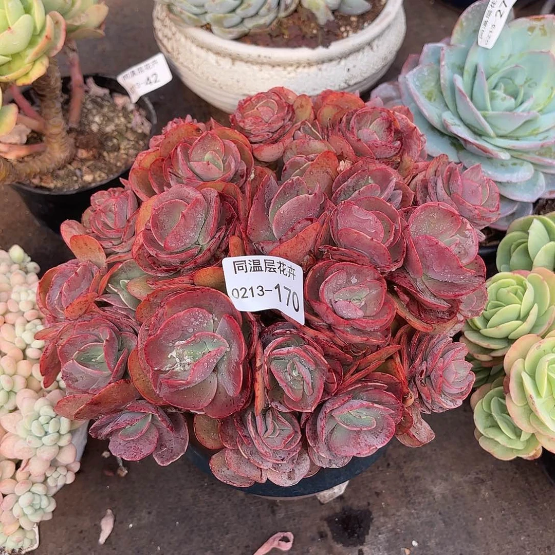 同温层多肉170秀妍