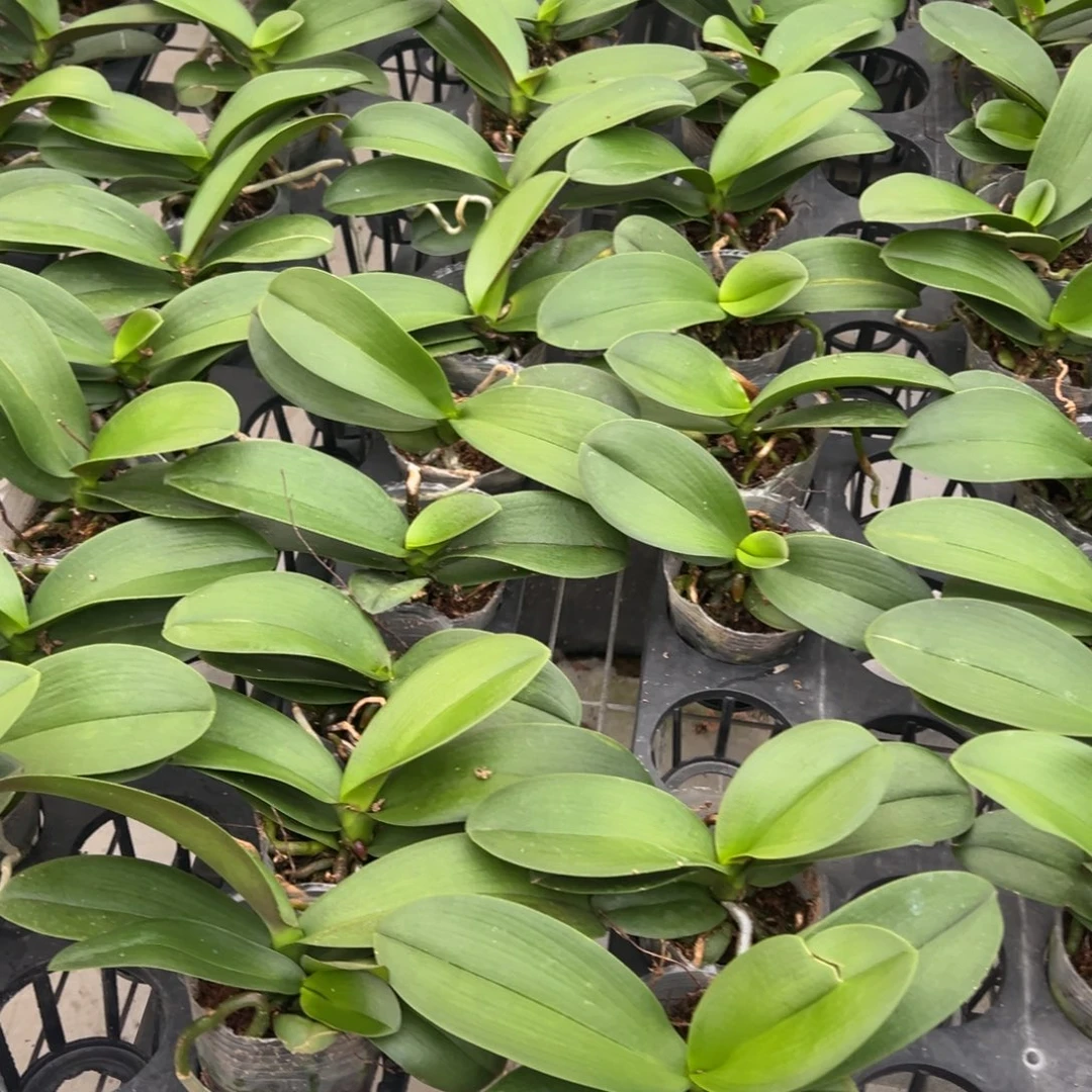 当前无花朵，栽培后可花朵微瑕疵苗子绿熊凑单发货一颗不发货