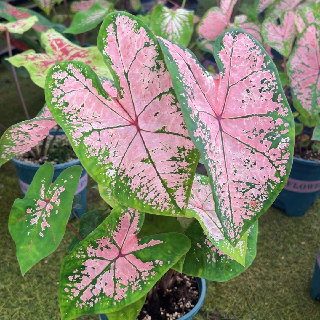 无花朵粉色飞溅彩叶芋18