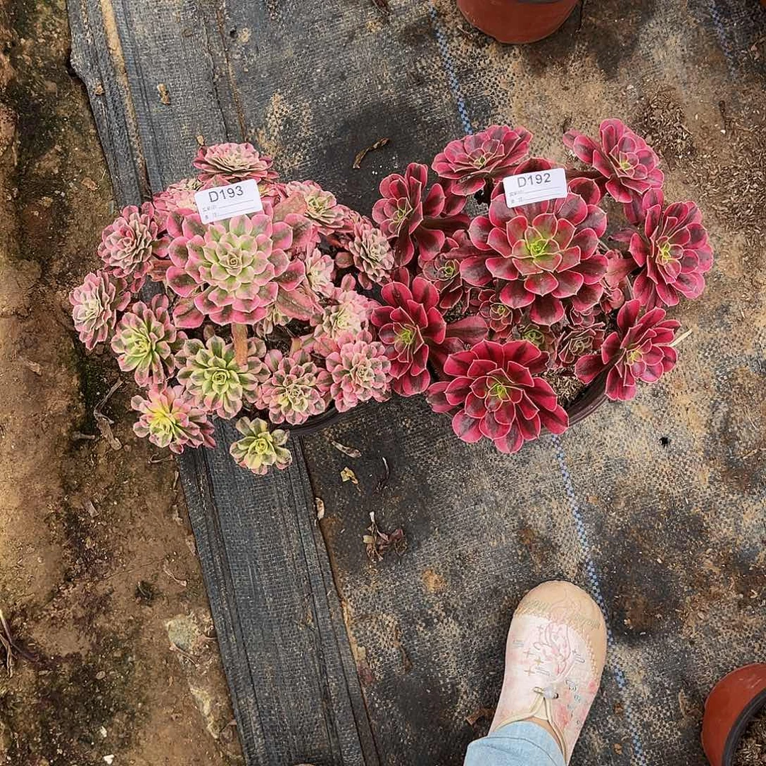 无花朵多肉植物192.193美杜莎，红铜白