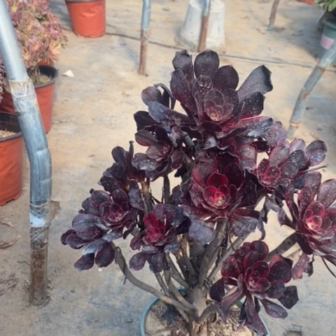 丽娜多肉植物009