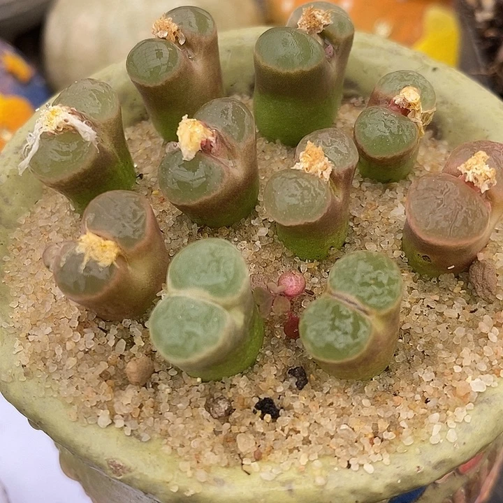 大眼睛磁铁风铃一颗