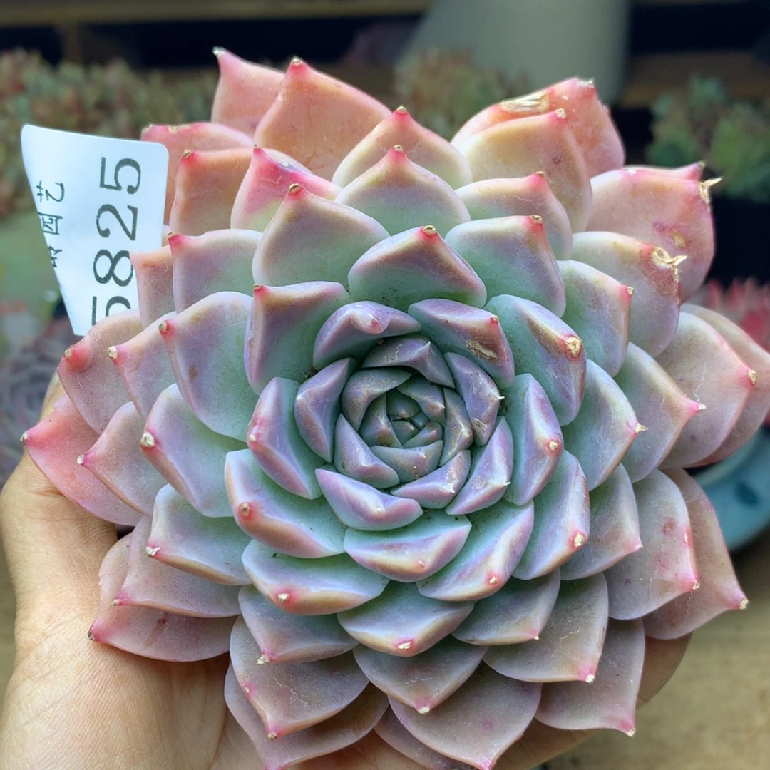 5825杂交精品基地10厘米