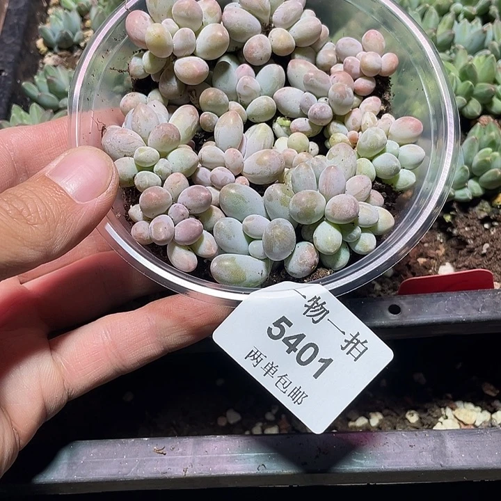 锦***涩5401多肉植物一物一拍