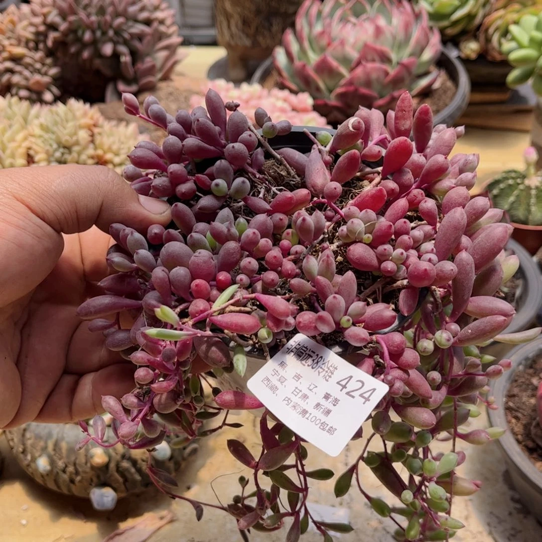 424紫炫月德华多肉