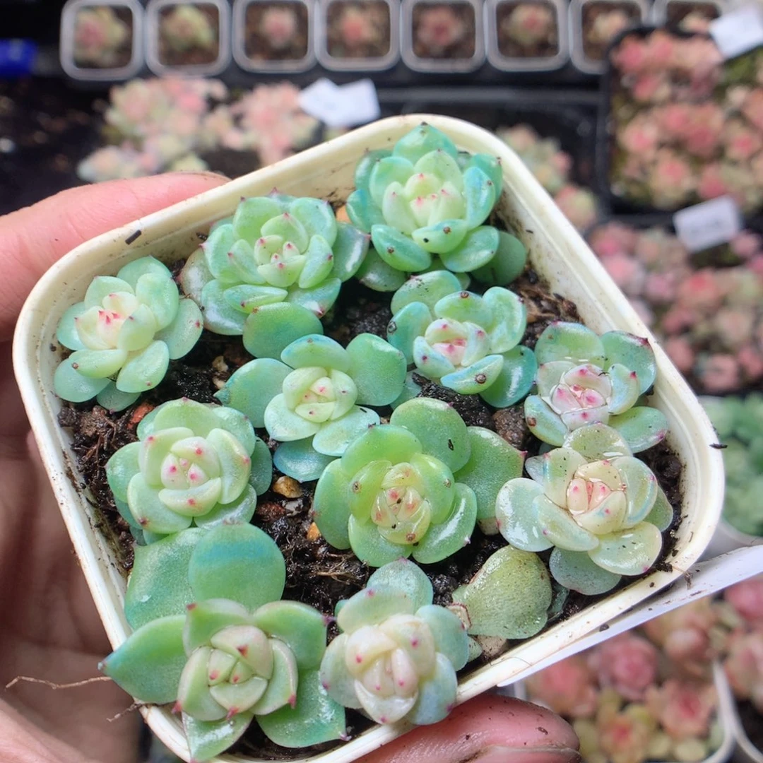 无花朵Q82。甜心玉玲珑yyyy