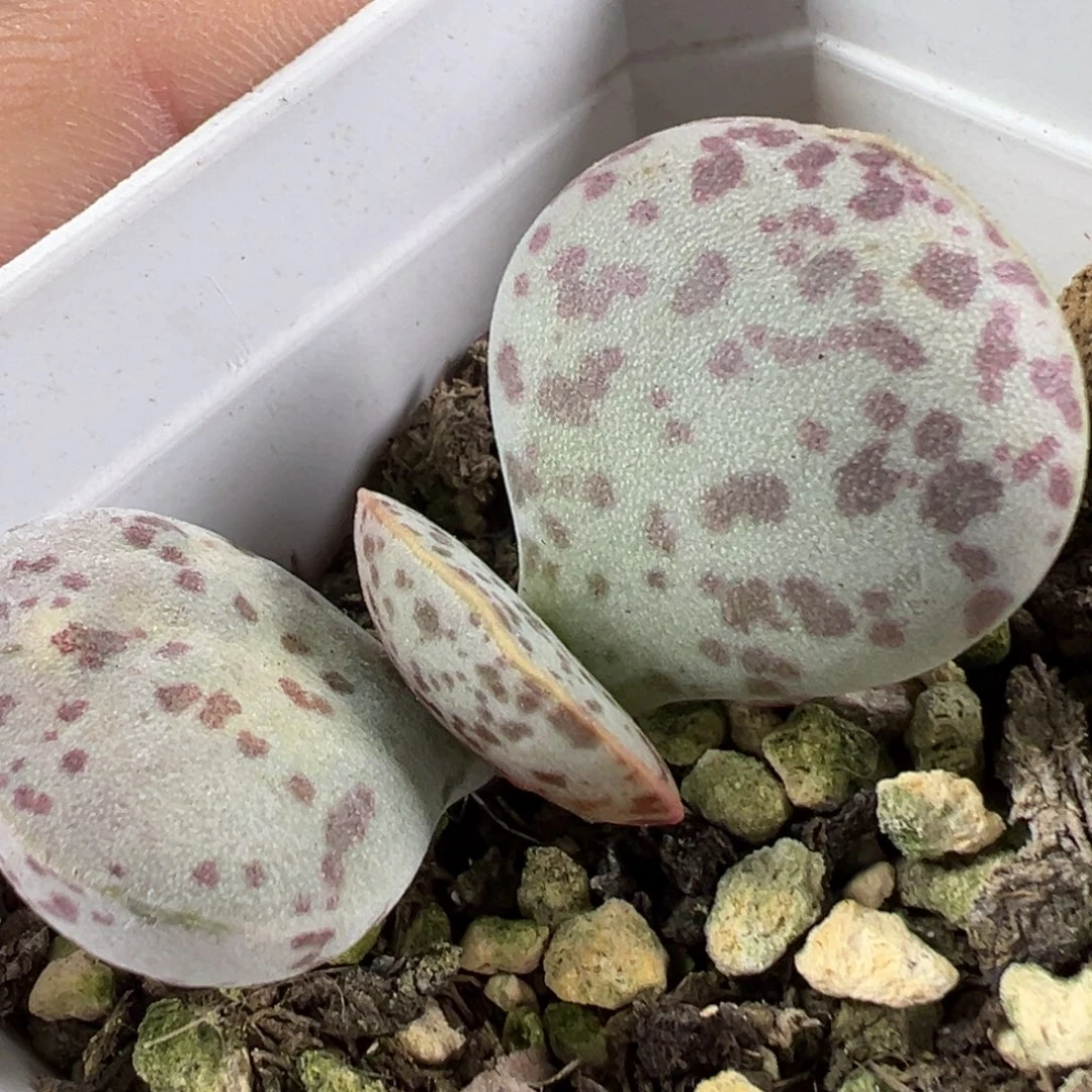 w花蛋多肉植物水泡