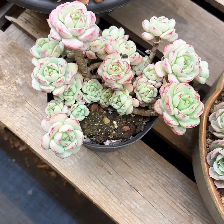 多肉植物，香草一颗