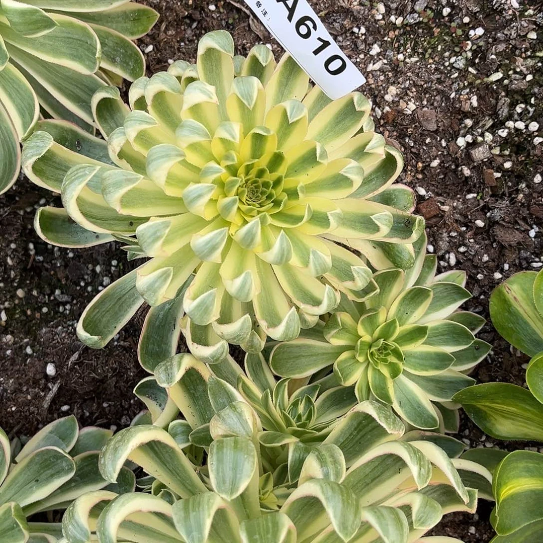 咿*呀青莲法师多肉植物