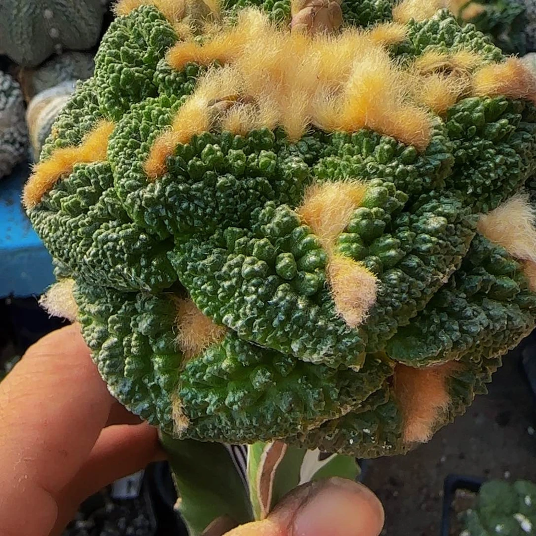 金毛龟甲850仙人球