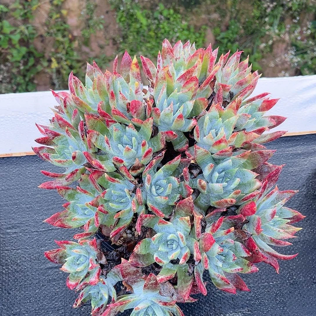 小鹿多肉一物一拍