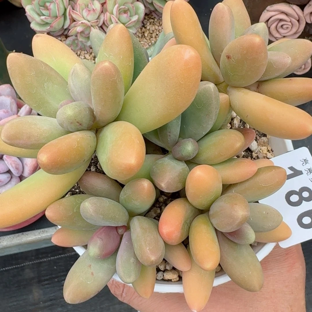 糖果群生整装无砍