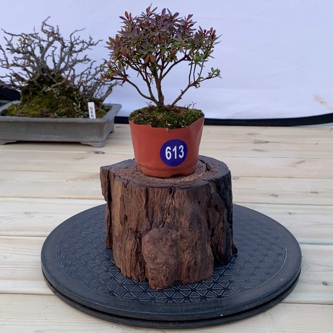 红陶航****你红红火火过大年613