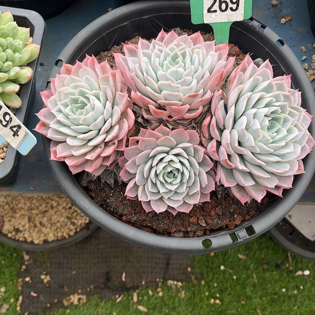 公***财粉月影多肉植物保护269